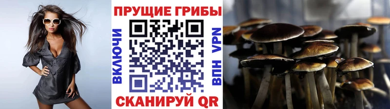 Купить  Шелехов  Галлюциногенные грибы Psilocybine cubensis 